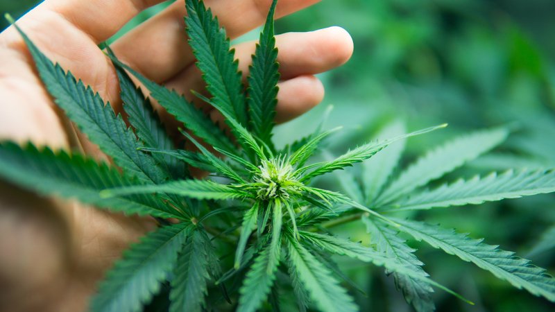 Anvisa libera comercialização de medicamentos à base de Cannabis
