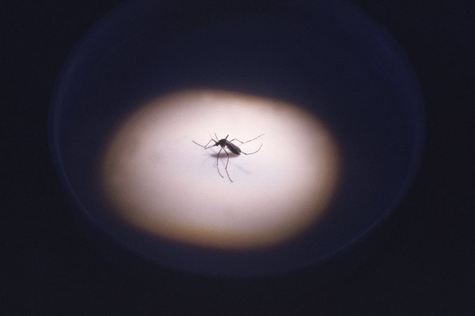 Em tempos de coronavÃrus, ninguém quer o coração mais fraco pela dengue